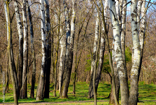 European white birch forest in abstract frontal view. spring scene of white trunks in closeup view. dense under growth. spring season theme. artistic view. isolated tree trunks. Betula pendula