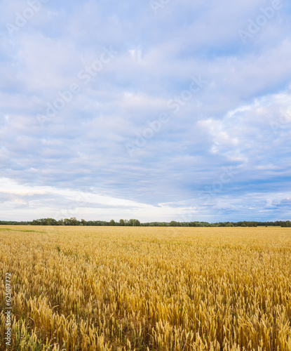 Ripe golden wheat spikelets on the field in warm autumn day. Autumn landscape. Agriculture industry. 