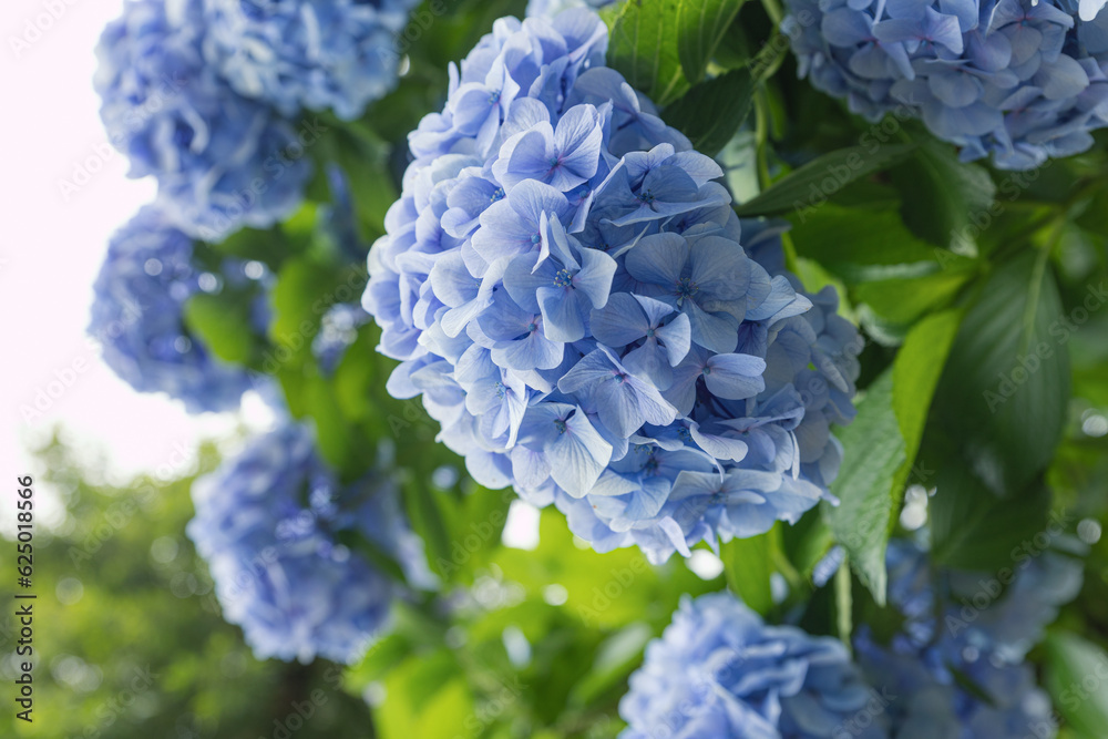 Japanese blue hydrangea flowers and green leaves in garden, blooming under sunlight, seasonal flower in summer Japanese blue hydrangea flowers and green leaves in garden, blooming under sunlight, seasonal flower in summer