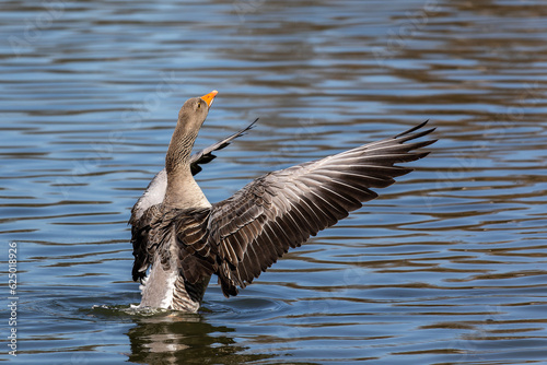 The greylag goose spreading its wings on water. Anser anser is a species of large goose