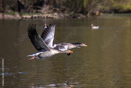 The flying greylag goose, Anser anser is a species of large goose