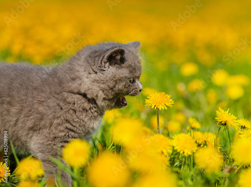 A gray fluffy kitten trying to eat a yellow dandelion in a field of dandelions