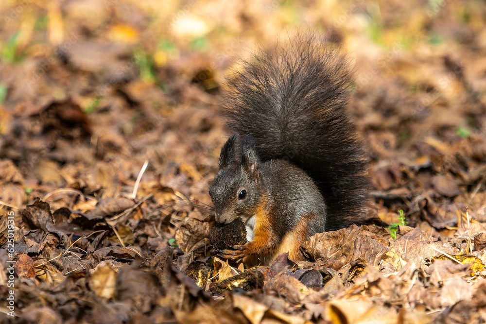 Grey squirrel, Sciurus at Old North Cemetery of Munich, Germany Grey squirrel, Sciurus at Old North Cemetery of Munich, Germany
