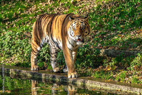 The Siberian tiger Panthera tigris altaica in the zoo