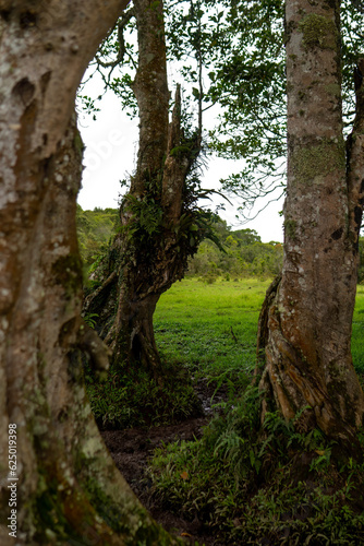 tree in the forest