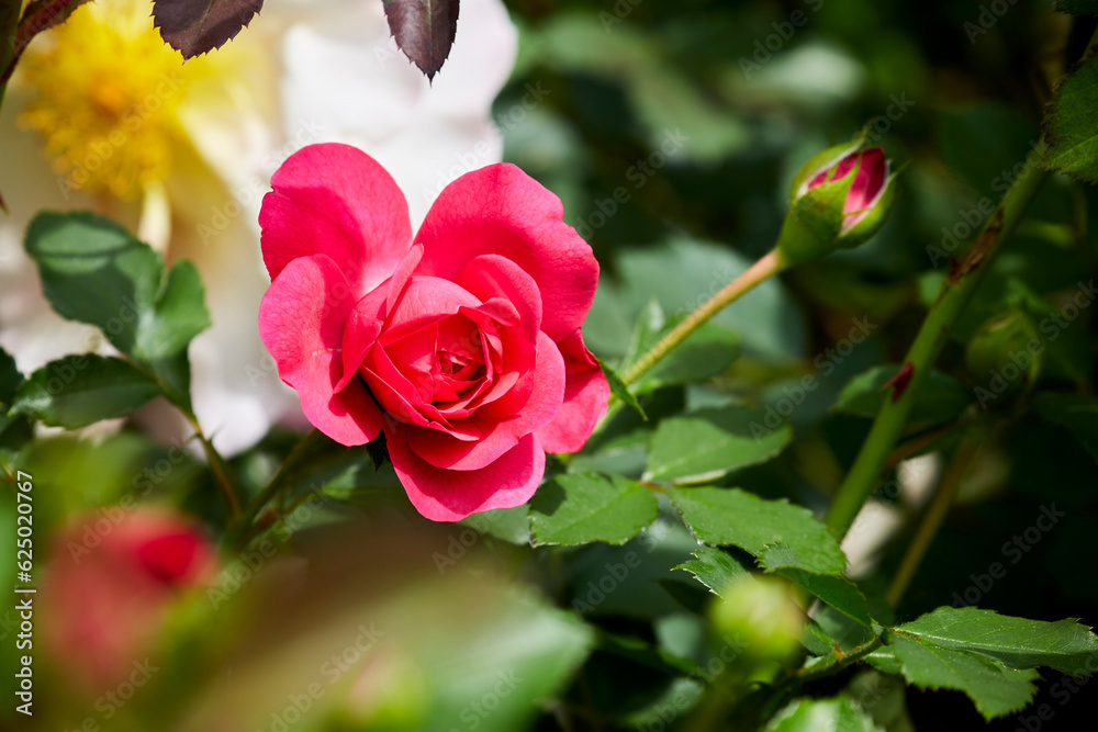 Red Roses captivate people with their sweet fragrance and color in the midsummer garden.