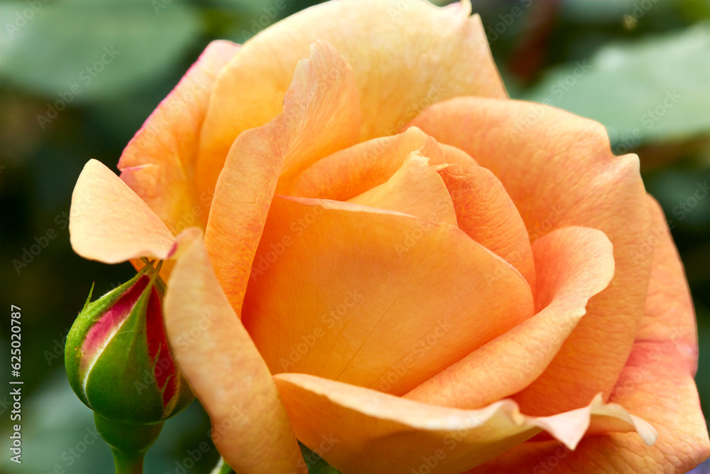 Gold Roses captivate people with their sweet fragrance and color in the ...