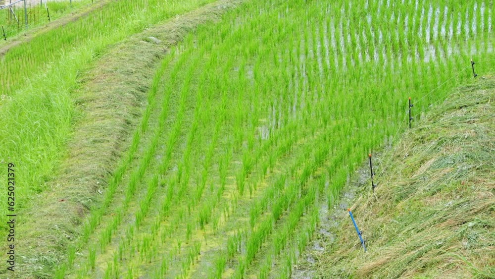 Rice seedlings in mid-summer in a paddy field, in the process of growing