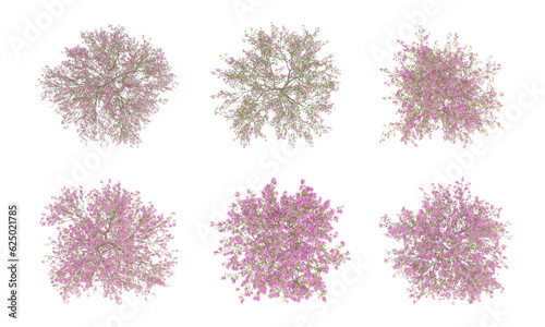 Pink trees on top view isolated on transparent background, 2d plants, 3d render illustration. © Sandy