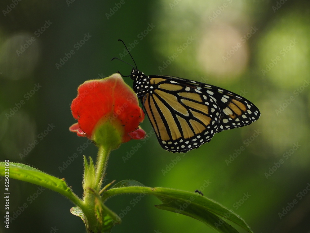 Obraz premium wild butterfly of panama in the forest