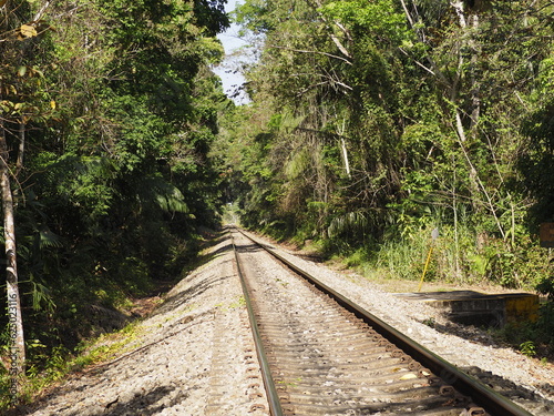 view of the soberania rainforest in panama photo