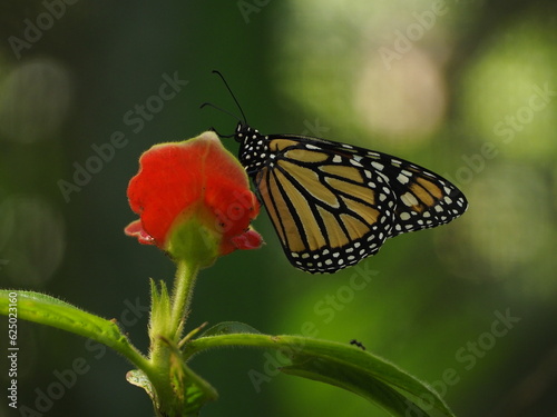 wild butterfly of panama in the forest © Egoitzainhoa