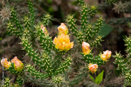 Peach color flower of a cholla cactus in Connecticut.