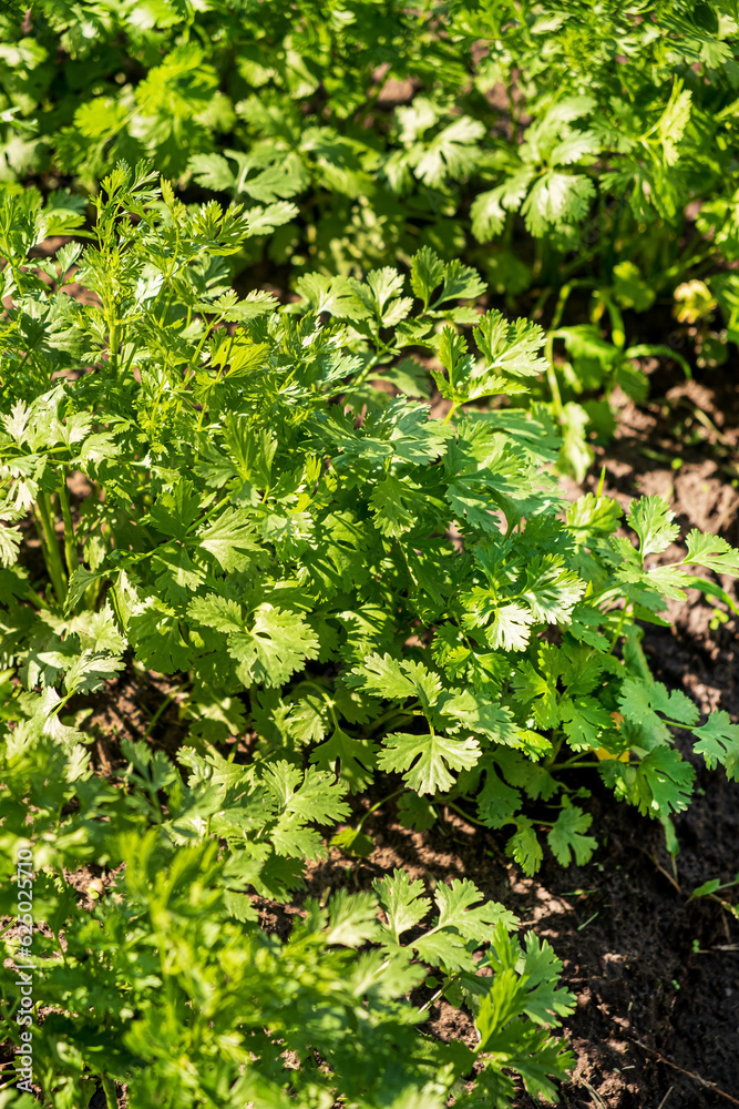 organic cilantro in the garden organic cilantro in the garden