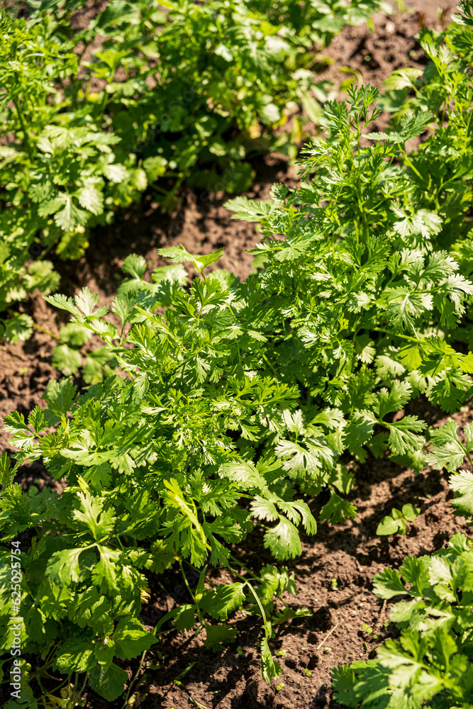 organic cilantro in the garden organic cilantro in the garden