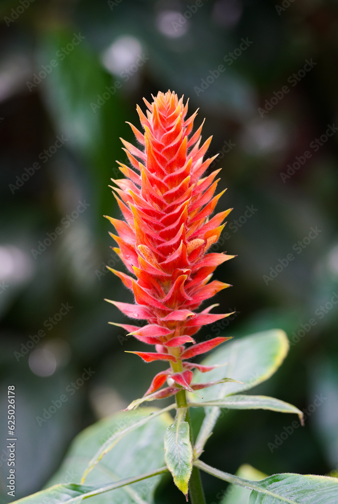 Flower of Aphelandra flava against a dark background. Flowering plant close-up.
Flower of Aphelandra flava against a dark background. Flowering plant close-up.