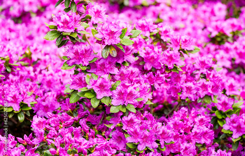 Pink alpine rose blossoms. Flowering plant close-up. Rhododendron.
