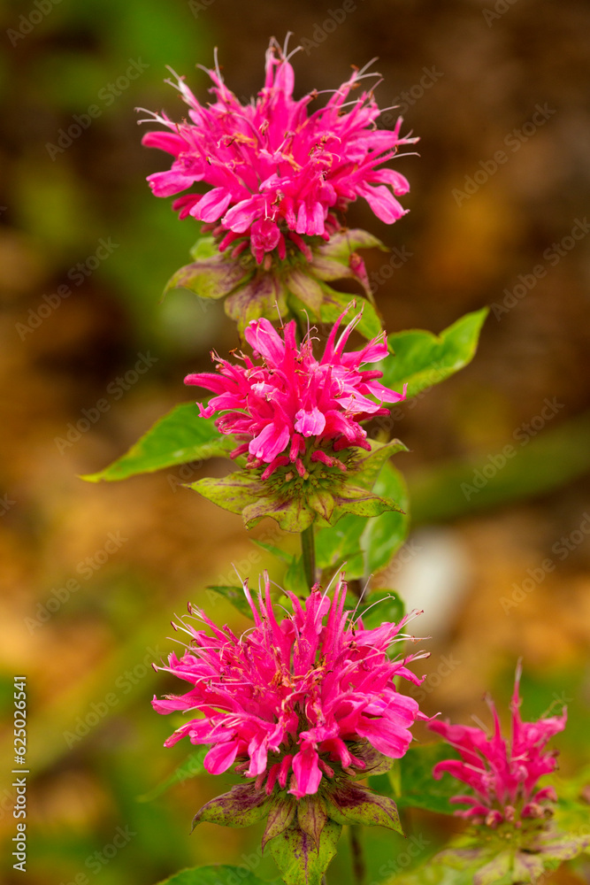 Obraz premium Purple bee balm flowers in a Connecticut garden.
