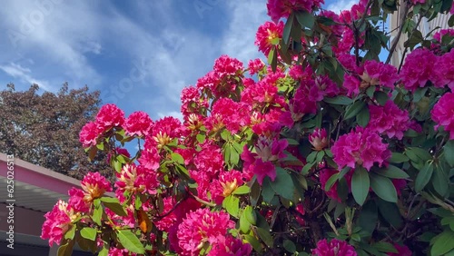 Wallpaper Mural Side view pink rhododendron bush swaying in the wind Torontodigital.ca