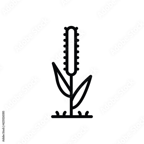 Black line icon for timothy 