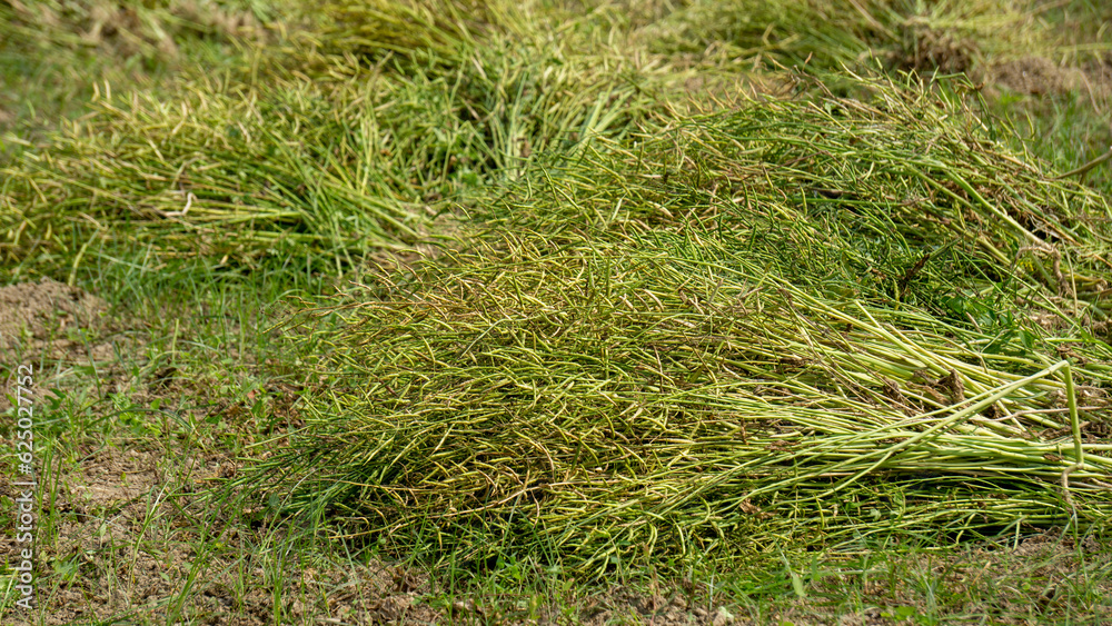 South Asian Mustard Oilseed Fields. Green Oilseed. Agriculture fields of Bangladesh. South Asian Mustard Oilseed Fields. Green Oilseed. Agriculture fields of Bangladesh.