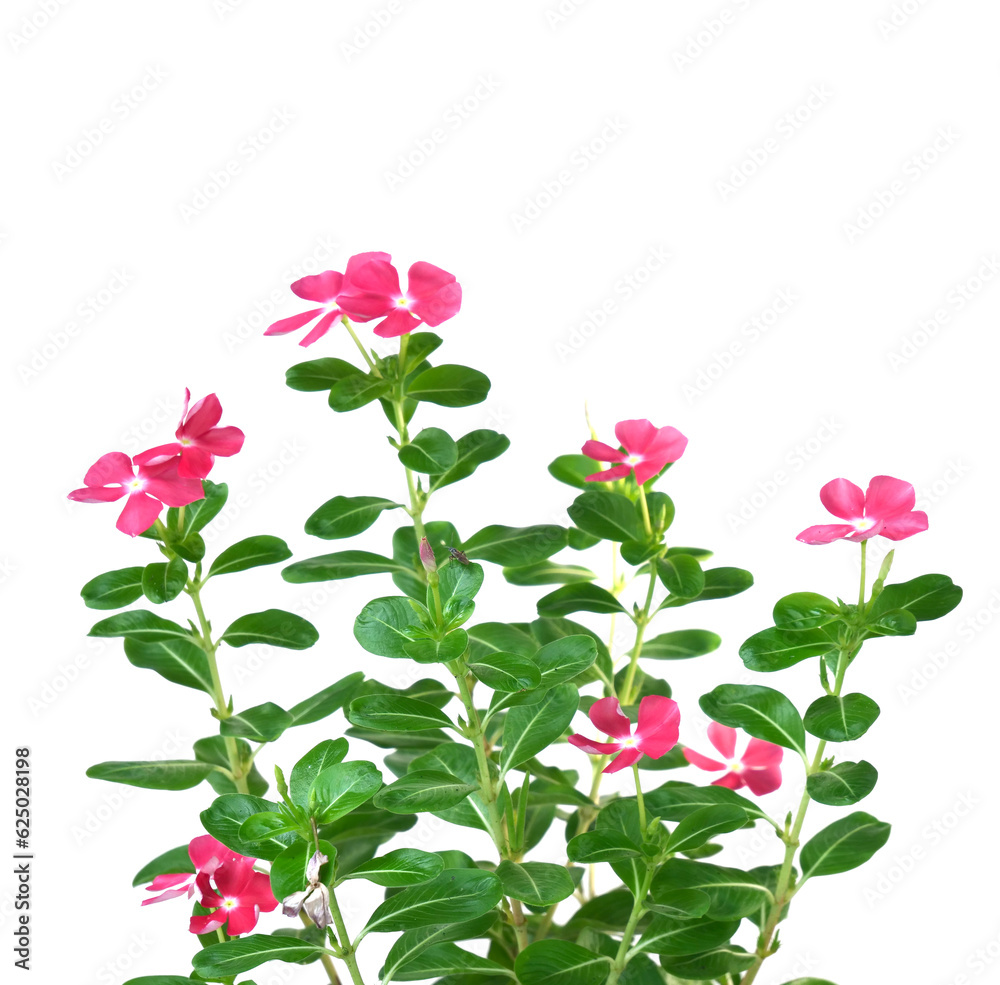 Trees and flowers for beautiful garden decoration on white background with clipping path