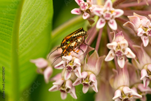 Margined leatherwing beetles mating on a milkweed flower in Connecticut. photo