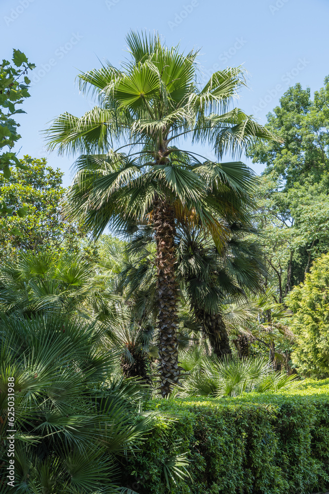 Palms of Washingtonia filifera, commonly known as California fan palm