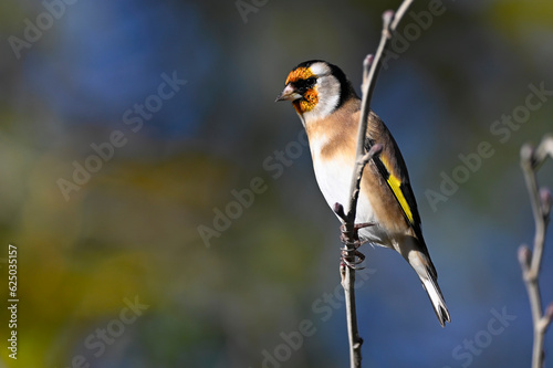 European Goldfinch // Stieglitz (Carduelis carduelis)