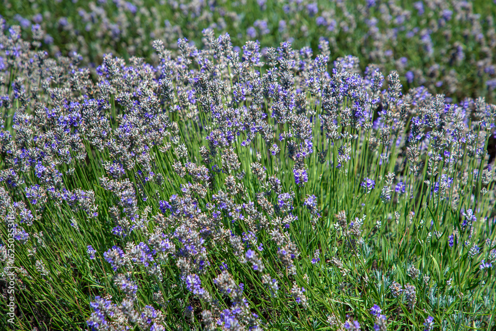  a bunch of scented flowers in the lavender fields