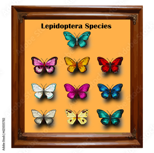 Vector for insect lepidoptera species  or  butterflies collection set with wood frame