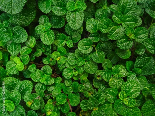 The Creeping Charlie houseplant makes a perfect indoor plant. Its creeping vines and oval leaves are a big hit when it comes to indoor decor.