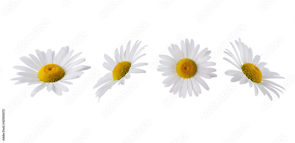Set of Chamomile flower head isolated on transparent background. Daisy flower, medical plant. Chamomile flower as an element for your design. - obrazy, fototapety, plakaty 