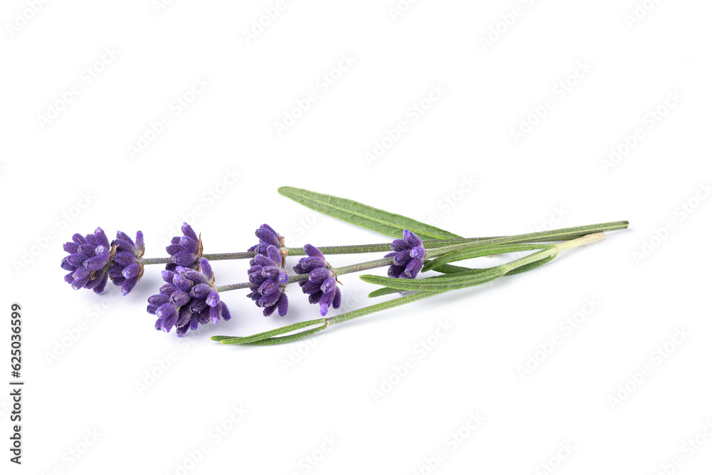 Naklejka premium Lavender flower isolated on white background. Bouquet of lavender flowers with leaves. Alternative medicine herbs.