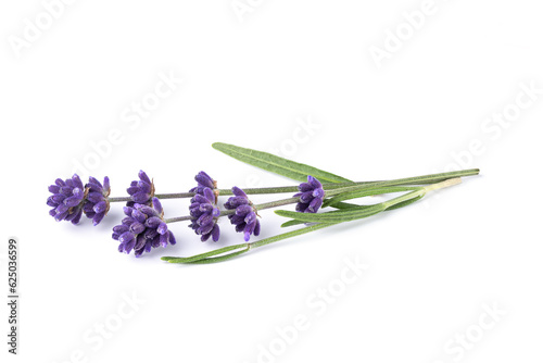Lavender flower isolated on white background. Bouquet of lavender flowers with leaves. Alternative medicine herbs.