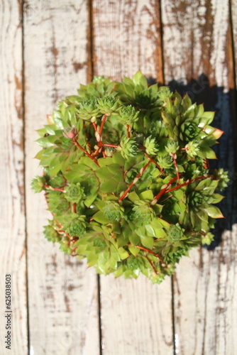 rojnik Gelber Stern Sempervivum