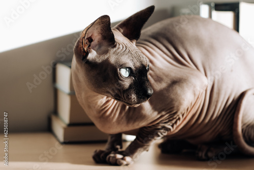 A bald cat of the Canadian Sphynx breed.