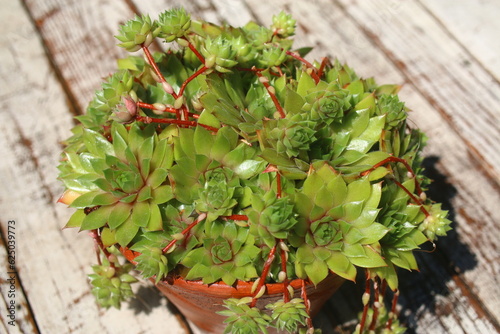 rojnik Gelber Stern Sempervivum