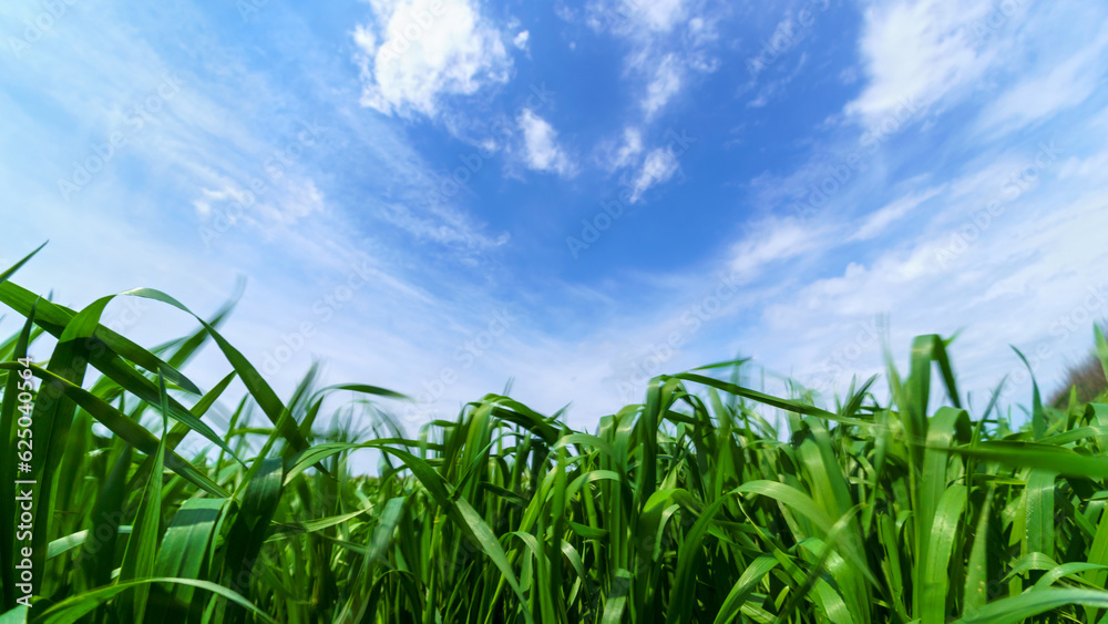 Fototapeta premium young green wheat sprouts agricultural field, bright spring landscape on a sunny day, blue sky as background
