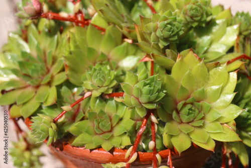 rojnik Gelber Stern Sempervivum