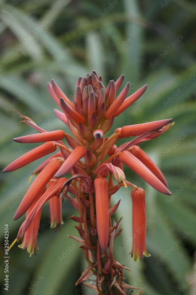 Beautiful flower close up. Red buds on green leaves background Beautiful flower close up. Red buds on green leaves background