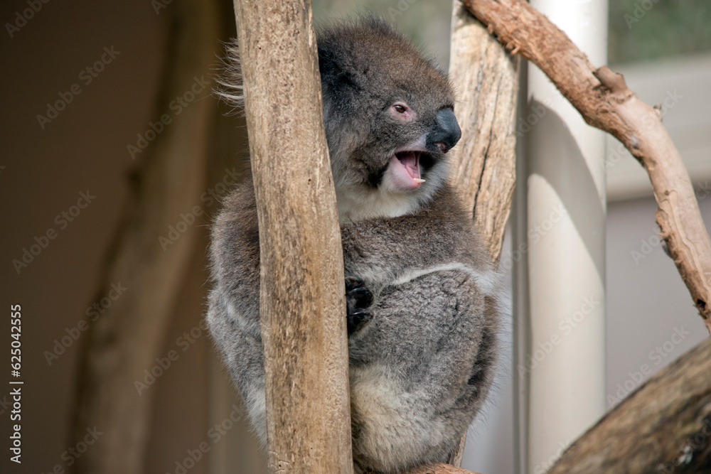 Naklejka premium the koala has his mouth open showing its teeth