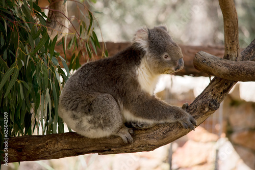 the koala is a grey marsupial with fluffy ears and a white chest