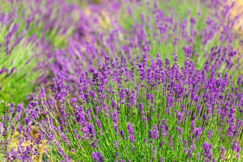 Lavender field in region in blossom