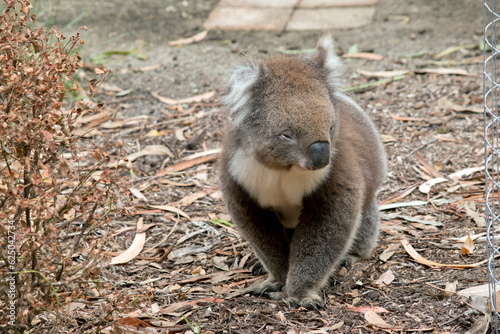 the koala is walking between trees looking for food
