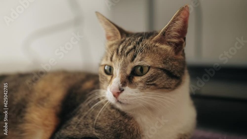 Wallpaper Mural Cat lying on carpet in living room close-up. Furry pedigreed pet relaxing. Torontodigital.ca