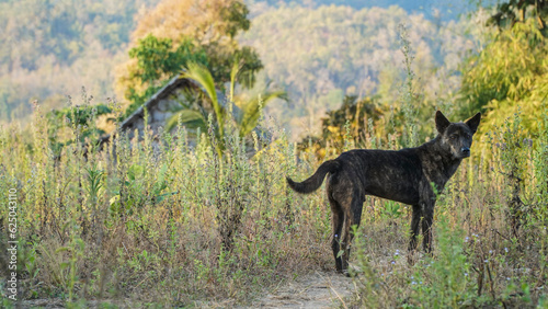 Dog in the village on the mountain © mongkol