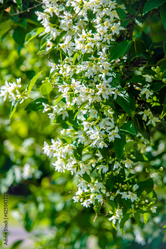 Jasmine blossom branch in the garden in spring 