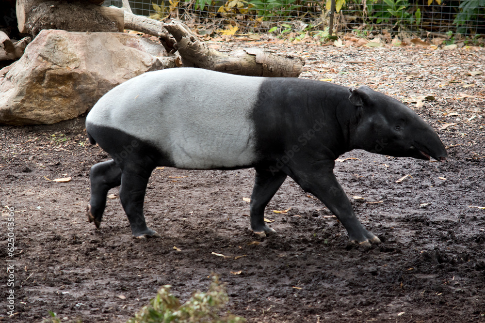 the malaysian tapir has a black head and shoulders with a white body and black legs the malaysian tapir has a black head and shoulders with a white body and black legs