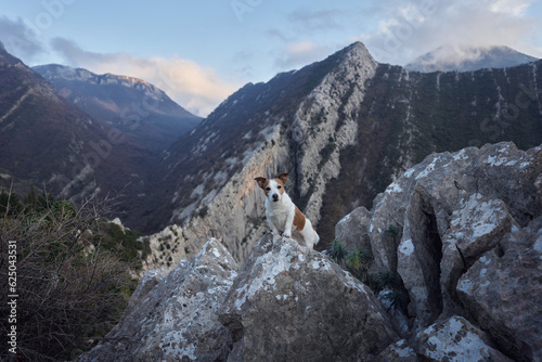 dog in the mountains. Brave Jack Russell Terrier stands on a rock. Travel pet, hiking